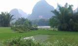 Rice paddy, Yangshuo