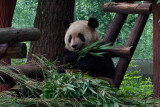 Chongqing Zoo