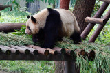 Chongqing Zoo
