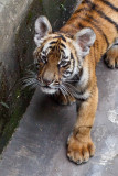 Chongqing Zoo