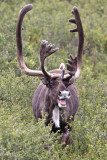 Caribou, Denali National Park