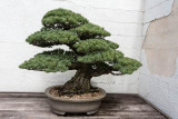 U.S. National Arboretum