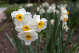 U.S. National Arboretum