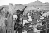 Shepherd Boy-Namibia