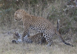 Mating Leopards