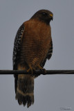 Red Shouldered Hawk