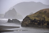 Seals at River Mouth