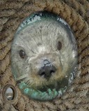 Porthole Rope - Otter