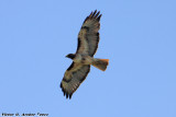 Red Tail Hawk (Buteo jamaicensis) (0710)