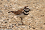 Killdeer (Charadrius vociferus) (8898)