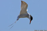 Common Tern (Sterna hirundo) (4032)