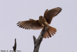 American Kestrel (Falco sparverius) (4735)