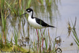 Black-Necked Stilt (Himantopus mexicanus) (4878)