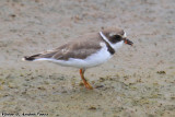 Semipalmated Plover (Charadrius semipalmatus) (4790)