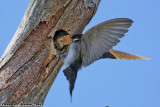 Tree Swallow (Tachycineta bicolor) (0103)