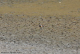 Lesser Sand Plover (Charadrius mongolus) (5703)