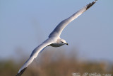 California Gull (Larus californicus) (2798)