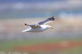 Western Gull (Larus occidentalis) (0578)