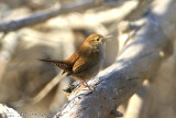 House Wren (Troglodytes aedon) (6287)