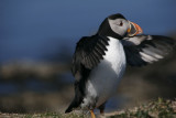 Puffin flapping wings
