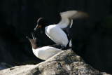 Razorbills mating