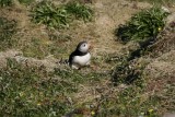 Puffin pulling out grass