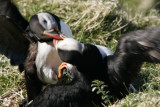 Fighting puffins
