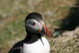 Puffin