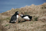 Kissing puffins