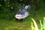 Alligator ready to attack, Everglades National Park, Shark Valley, Florida
