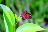 Butterfly, Everglades National Park, Shark Valley, Florida