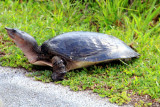Soft-shell Turtle, Everglades National Park, Shark Valley, Florida