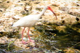 White Ibis, Everglades National Park, Shark Valley, Florida