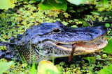 Alligator feeding on snake, Everglades National Park, Shark Valley, Florida