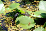 Tortoise, Everglades National Park, Shark Valley, Florida