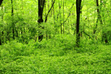 Chain O' Lakes State Park, IL