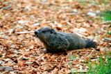 Animals of the Nature Trail, Grand Geneva Resort and Spa