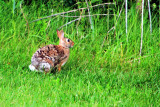 Hare, Grand Geneva Resort and Spa