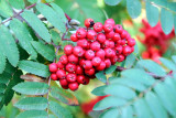 Fall, North Shore Scenic Drive, Duluth to Two Harbor