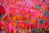 Fall Colors, North Shore Scenic Drive, Duluth to Two Harbors, MN