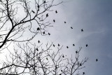 Morton Arboretum - migration