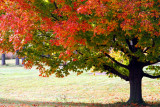 Morton Arboretum - Fall shade