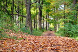 Morton Arboretum - a quiet hike