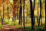 Morton Arboretum - another quiet hike