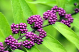 Morton Arboretum - wild berries