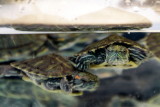 Turtles, Gold Fish market, Mong Kok, Hong Kong