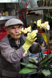 Arranging flowers, Flower Market, Mong Kok, Hong Kong