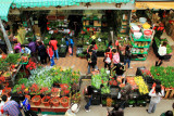 Flower Market, Mong Kok, Hong Kong