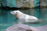 Cincinnati Zoo - Polar Bear