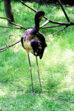 Cincinnati Zoo - Stork